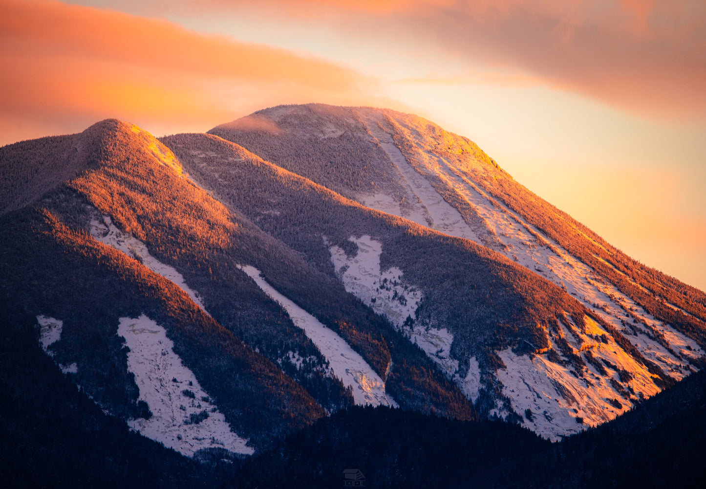 Golden Colden